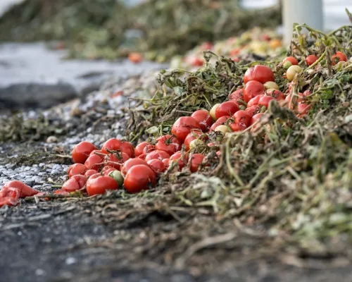 Rotten tomatoes dump, food waste.