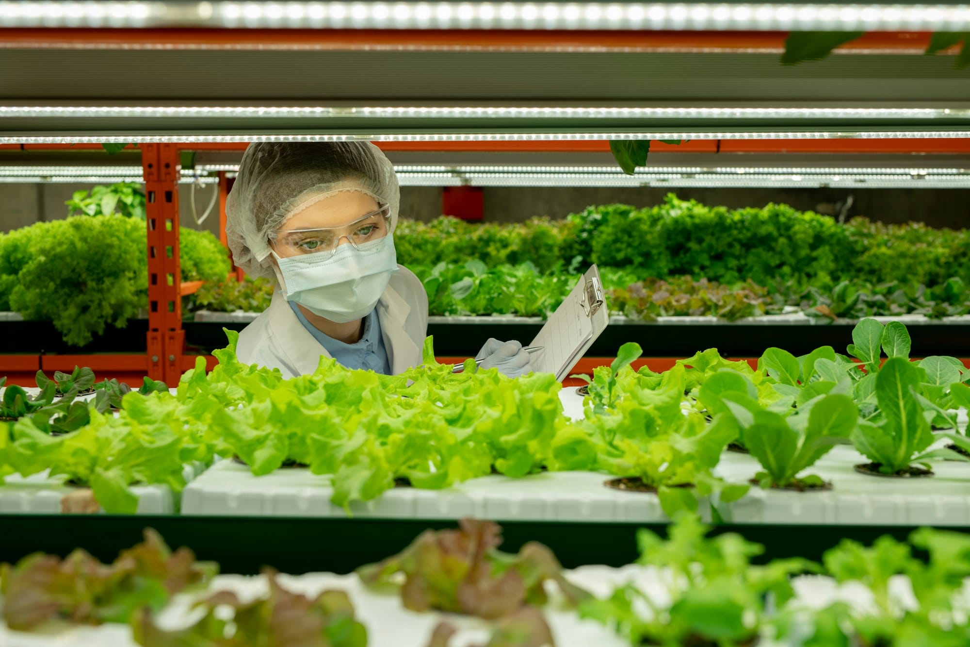 Vertical Farming worker controlling growth of seedlings