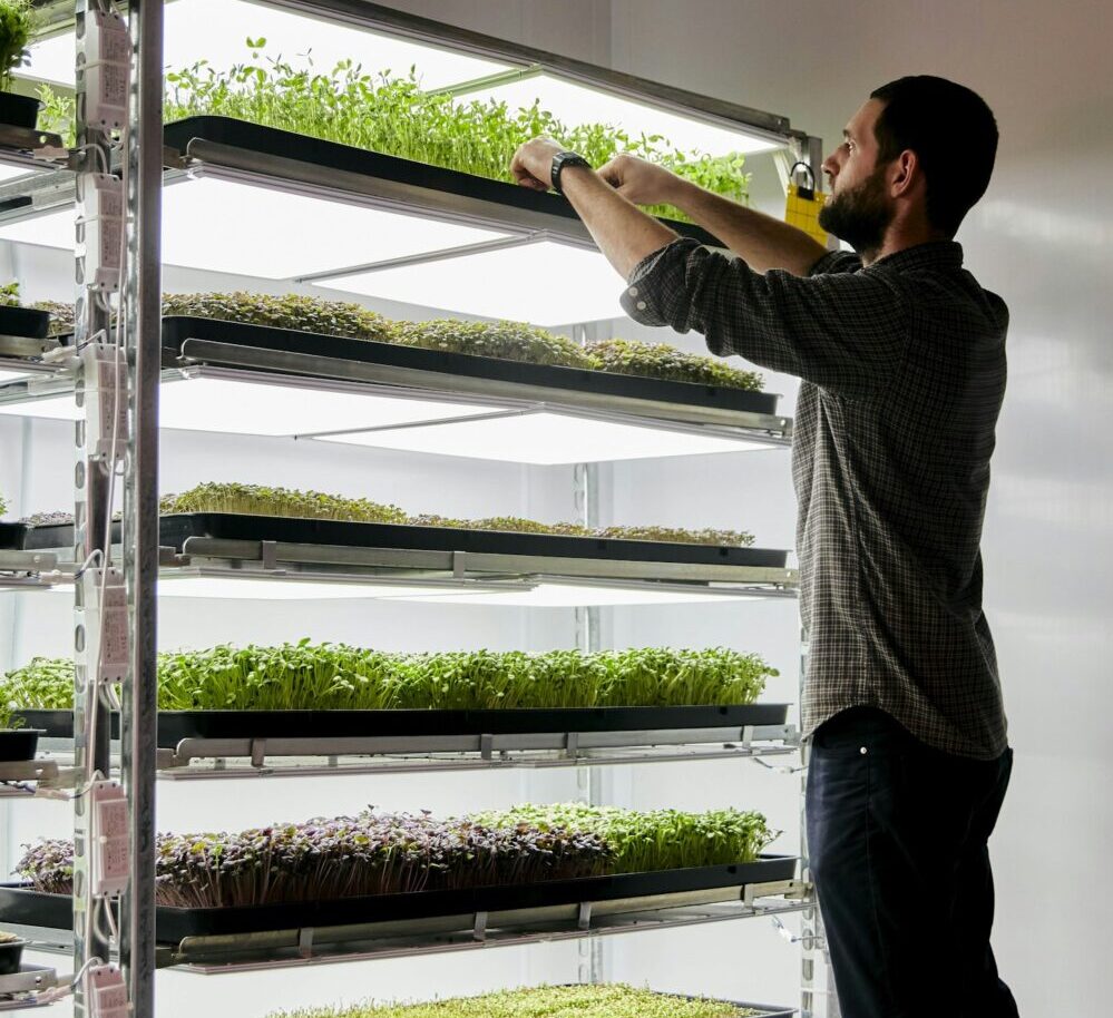 Man trays of micrgreen seedlings growing in urban farm